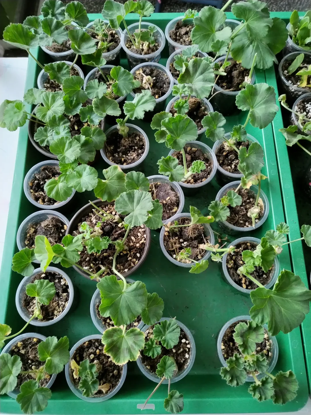 11月这12种花扦插易活，多到没地放！