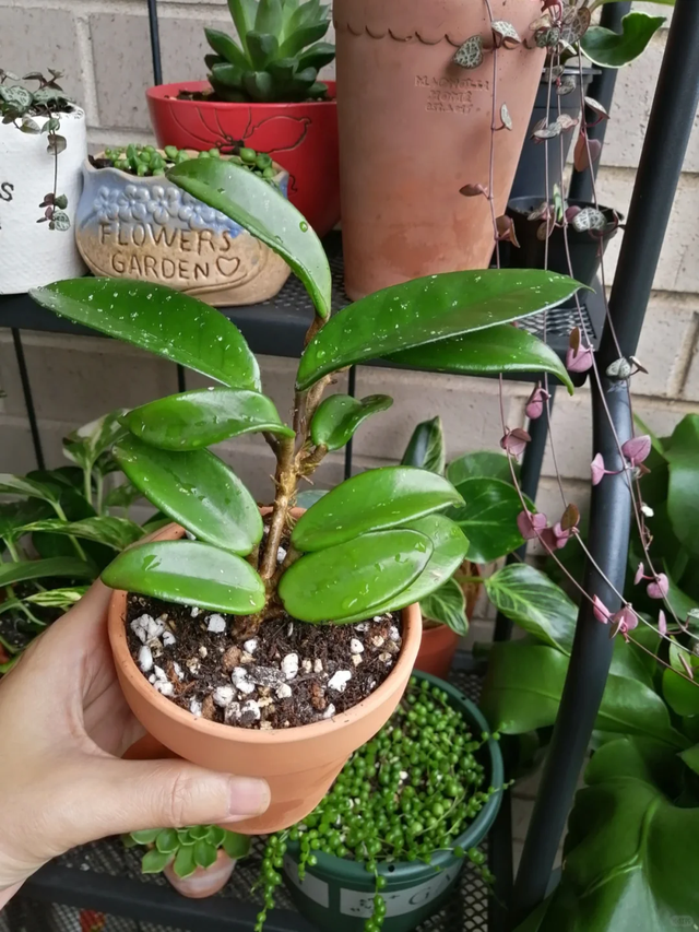 11月这12种花扦插易活，多到没地放！