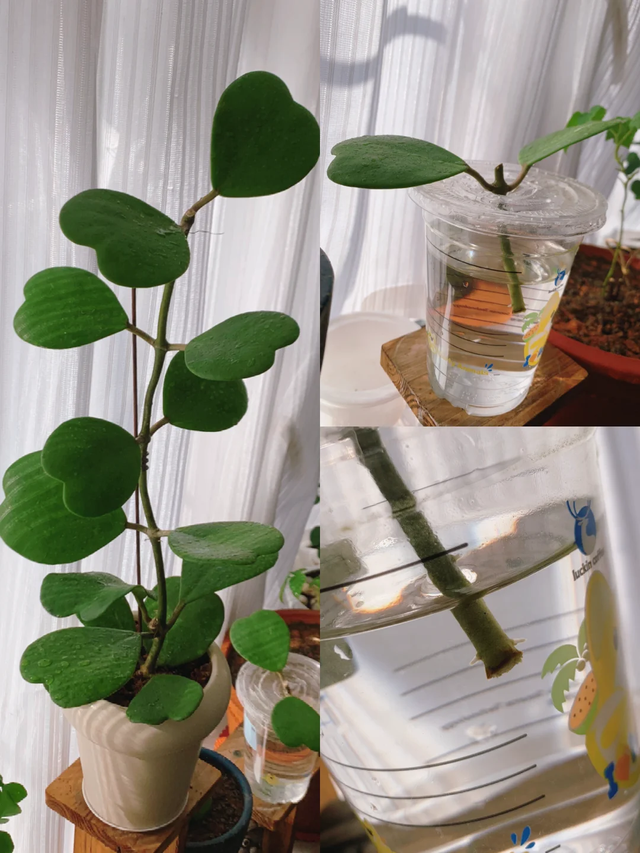 11月这12种花扦插易活，多到没地放！