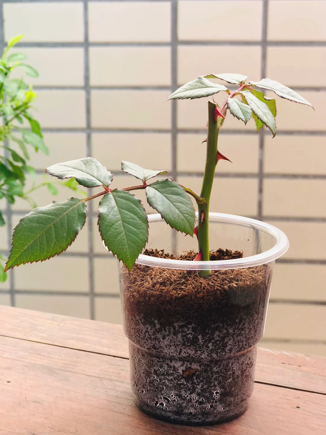 11月这12种花扦插易活，多到没地放！