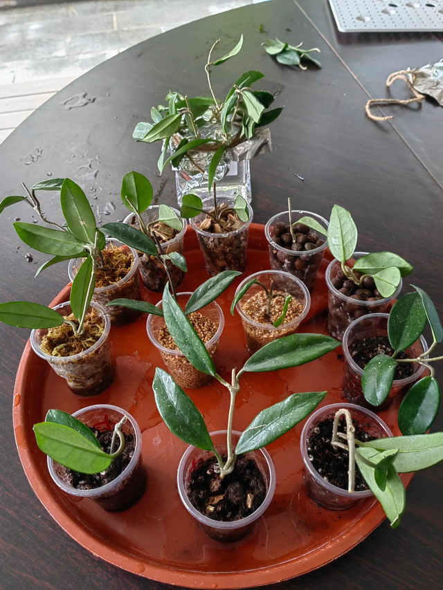 11月这12种花扦插易活，多到没地放！