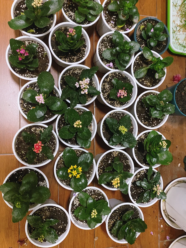 11月这12种花扦插易活，多到没地放！