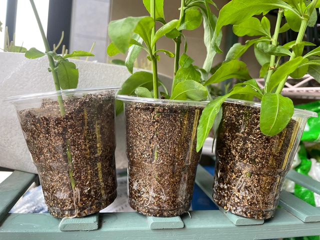 11月这12种花扦插易活，多到没地放！