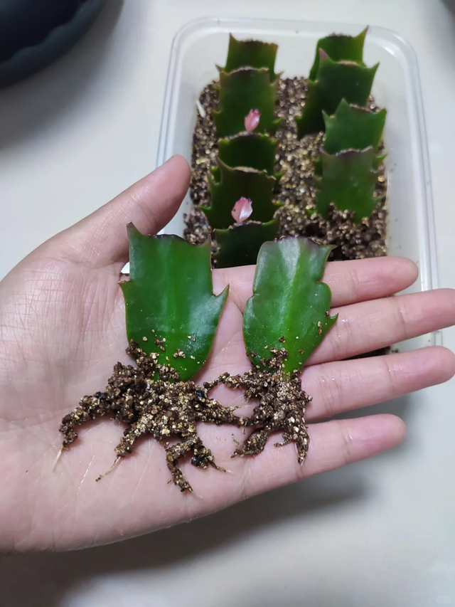 11月这12种花扦插易活，多到没地放！