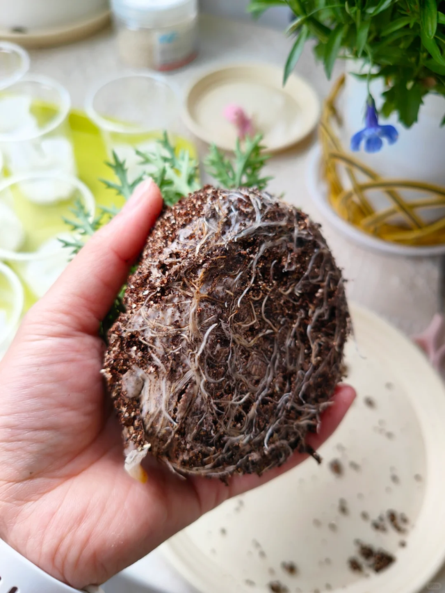 11月这12种花扦插易活，多到没地放！