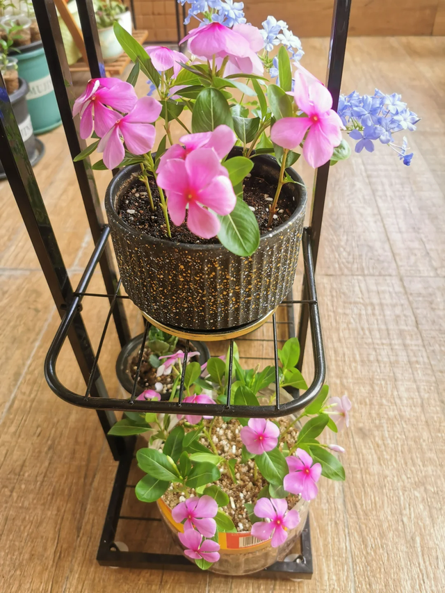 11月这12种花扦插易活，多到没地放！