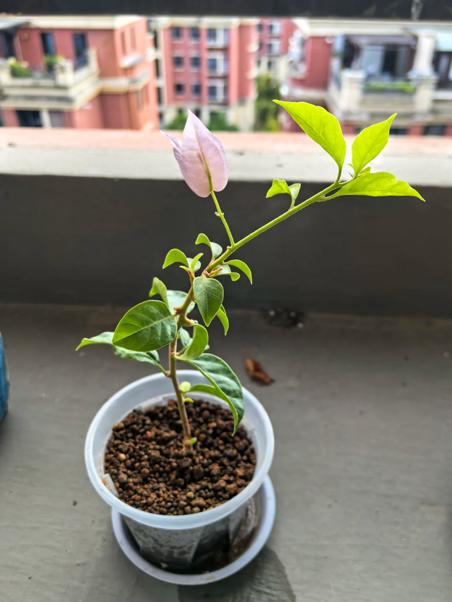 11月这12种花扦插易活，多到没地放！