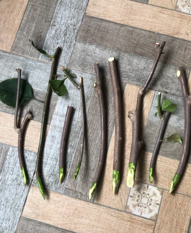 11月这12种花扦插易活，多到没地放！