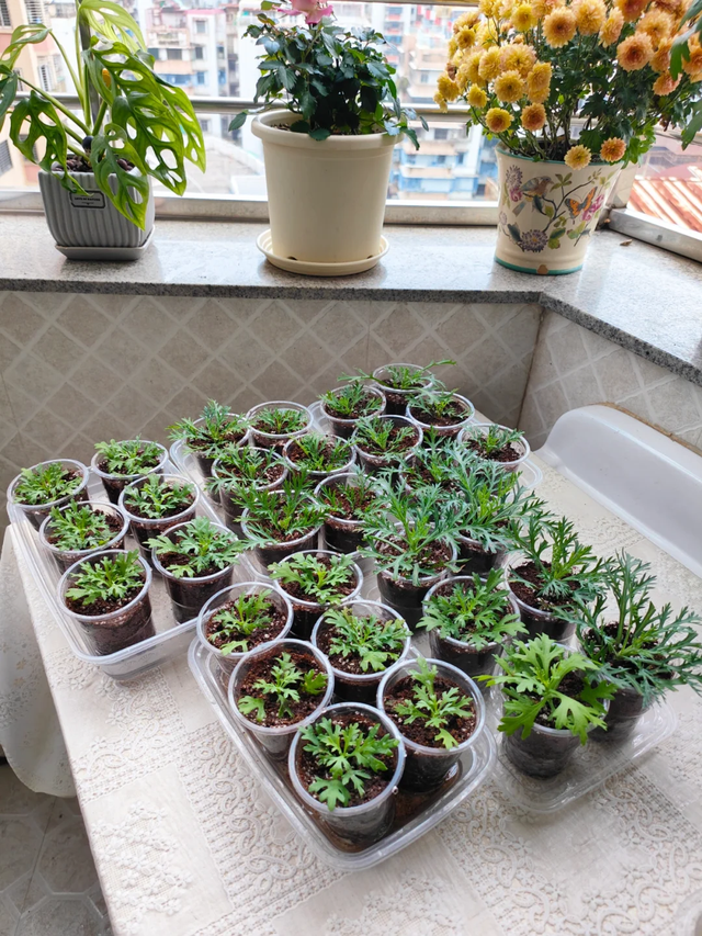 11月这12种花扦插易活，多到没地放！