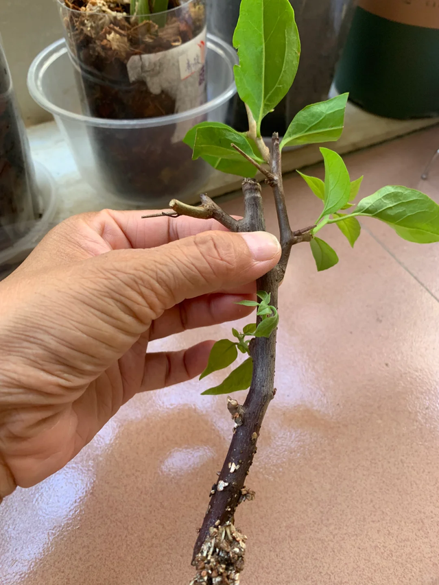 11月这12种花扦插易活，多到没地放！