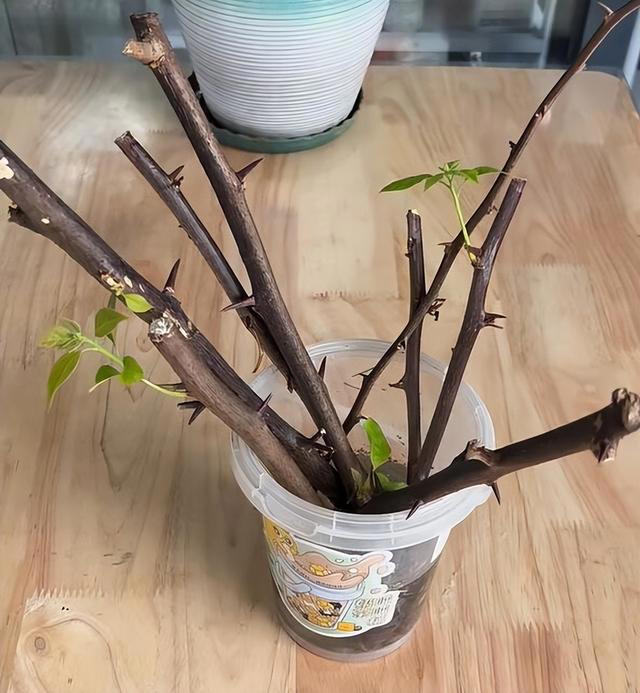 11月这12种花扦插易活，多到没地放！