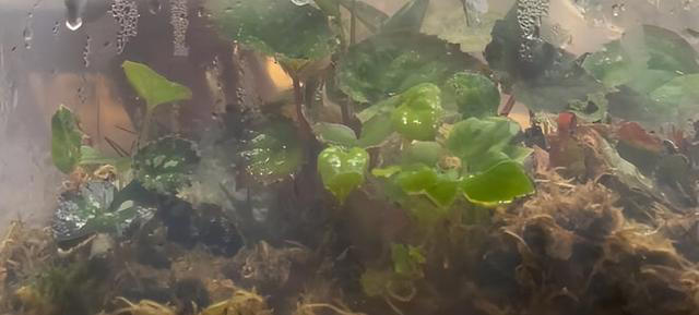 11月这12种花扦插易活，多到没地放！