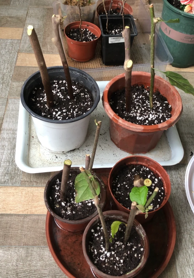 11月这12种花扦插易活，多到没地放！