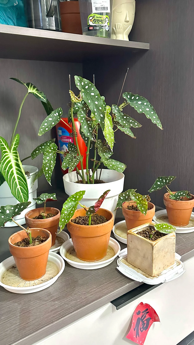 11月这12种花扦插易活，多到没地放！