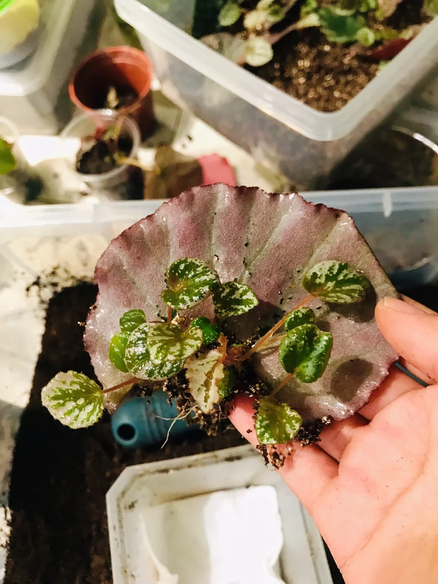 11月这12种花扦插易活，多到没地放！