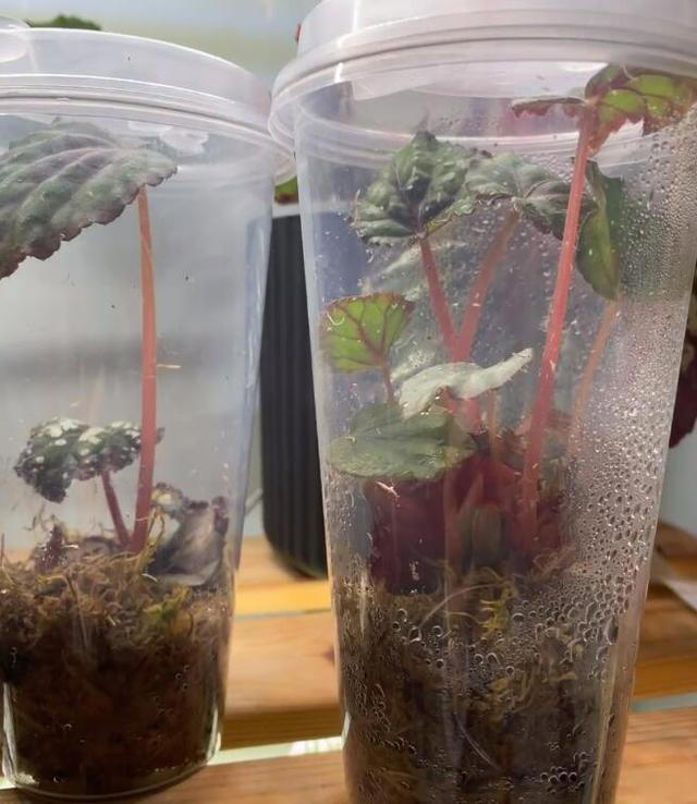 11月这12种花扦插易活，多到没地放！