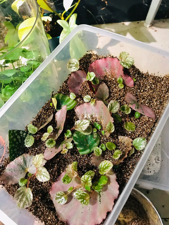 11月这12种花扦插易活，多到没地放！