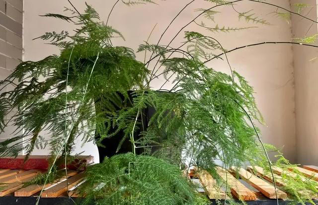 专为卧室而生的6种花，好养好看上档次，摆在家里睡个安稳觉