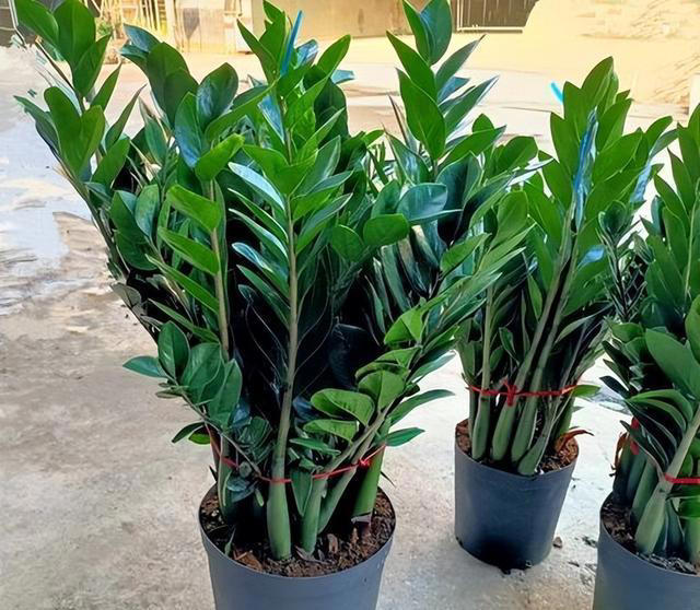 专为卧室而生的6种花，好养好看上档次，摆在家里睡个安稳觉