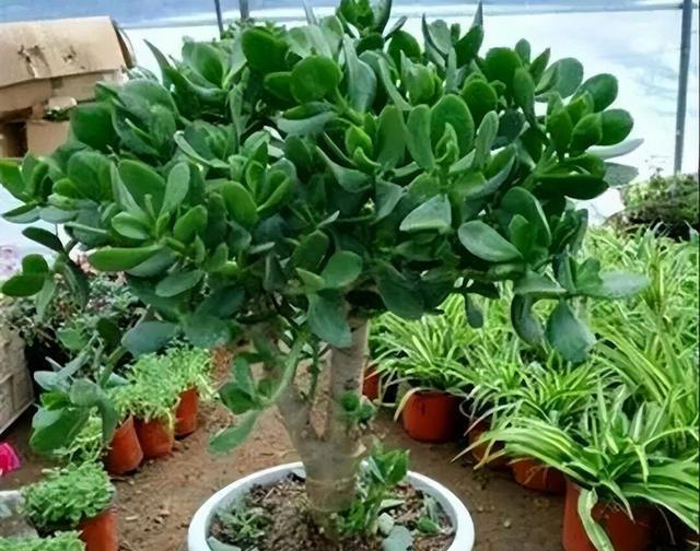 专为卧室而生的6种花，好养好看上档次，摆在家里睡个安稳觉