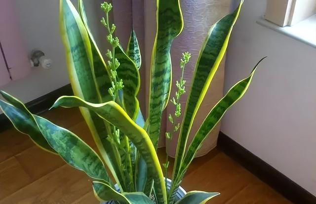 专为卧室而生的6种花，好养好看上档次，摆在家里睡个安稳觉