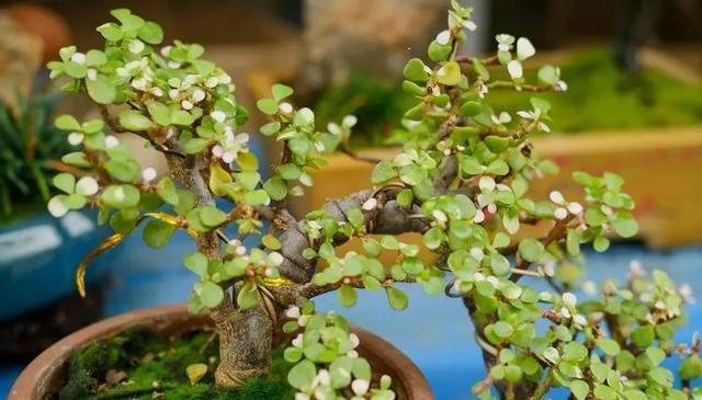 专为卧室而生的6种花，好养好看上档次，摆在家里睡个安稳觉