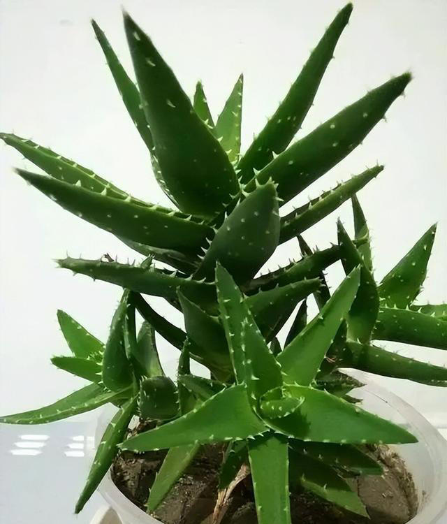 专为卧室而生的6种花，好养好看上档次，摆在家里睡个安稳觉