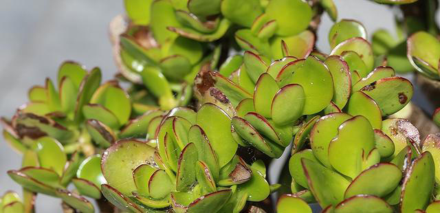 玉树劈一刀，插进长寿花，变成“长寿树”，5种花色轮流开，少见