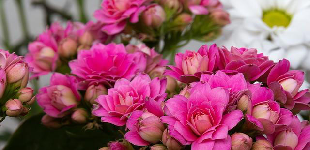 玉树劈一刀，插进长寿花，变成“长寿树”，5种花色轮流开，少见