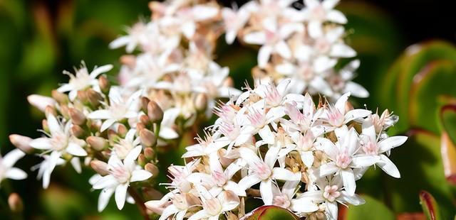 玉树劈一刀，插进长寿花，变成“长寿树”，5种花色轮流开，少见