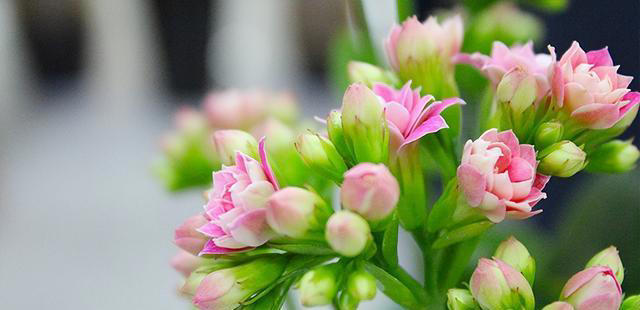 玉树劈一刀，插进长寿花，变成“长寿树”，5种花色轮流开，少见