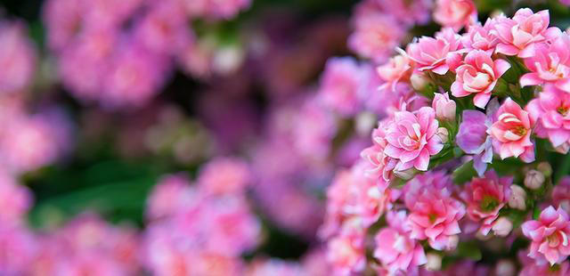 玉树劈一刀，插进长寿花，变成“长寿树”，5种花色轮流开，少见