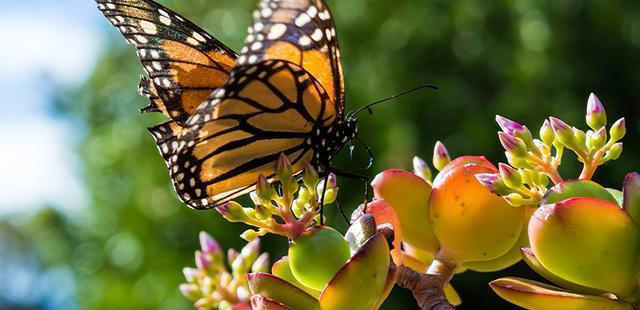 玉树劈一刀，插进长寿花，变成“长寿树”，5种花色轮流开，少见