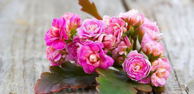 玉树劈一刀，插进长寿花，变成“长寿树”，5种花色轮流开，少见