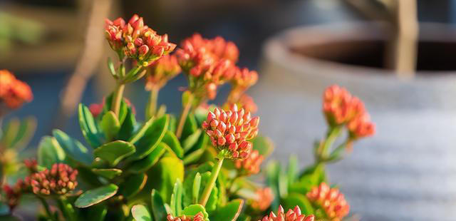 玉树劈一刀，插进长寿花，变成“长寿树”，5种花色轮流开，少见