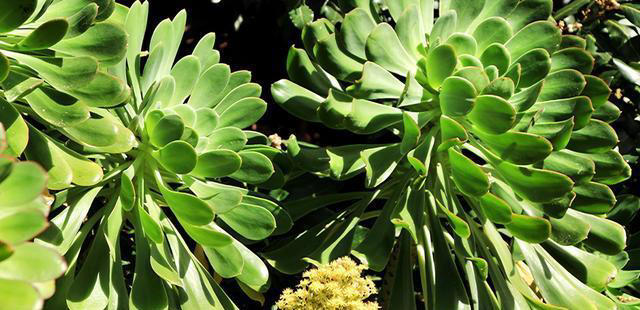 玉树劈一刀，插进长寿花，变成“长寿树”，5种花色轮流开，少见