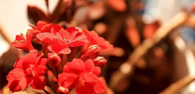 玉树劈一刀，插进长寿花，变成“长寿树”，5种花色轮流开，少见