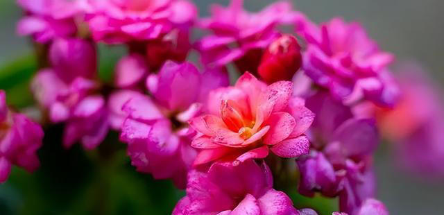 玉树劈一刀，插进长寿花，变成“长寿树”，5种花色轮流开，少见