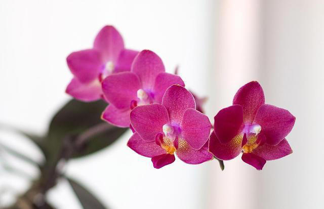 6种“富贵花”，好养易开花，轻松养爆盆！