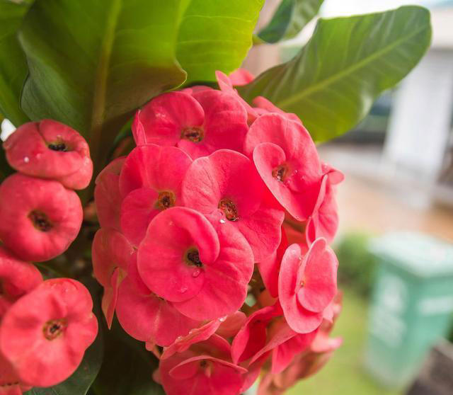 6种“富贵花”，好养易开花，轻松养爆盆！