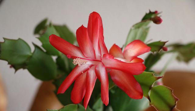 6种“富贵花”，好养易开花，轻松养爆盆！