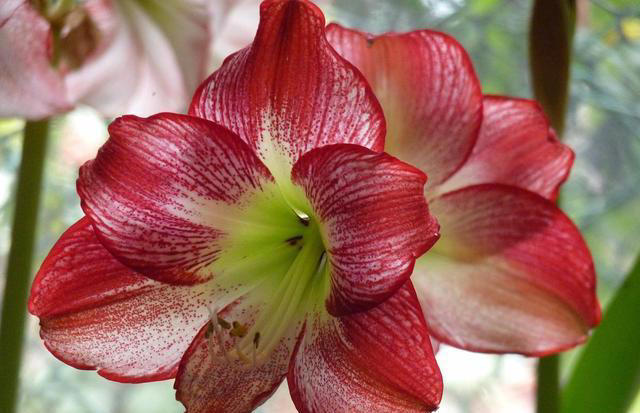 6种“富贵花”，好养易开花，轻松养爆盆！