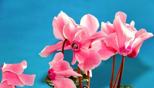 6种“富贵花”，好养易开花，轻松养爆盆！