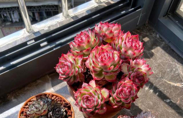 养花10年，我建议你“穷养”这10种花，适度“饥渴”长得更旺盛