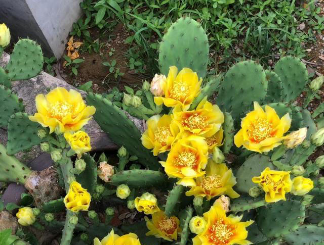 养花10年，我建议你“穷养”这10种花，适度“饥渴”长得更旺盛