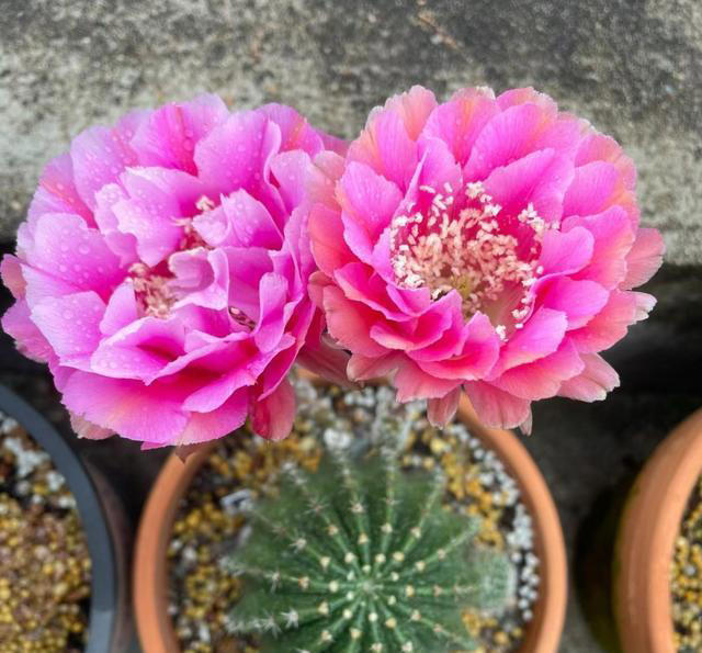 养花10年，我建议你“穷养”这10种花，适度“饥渴”长得更旺盛