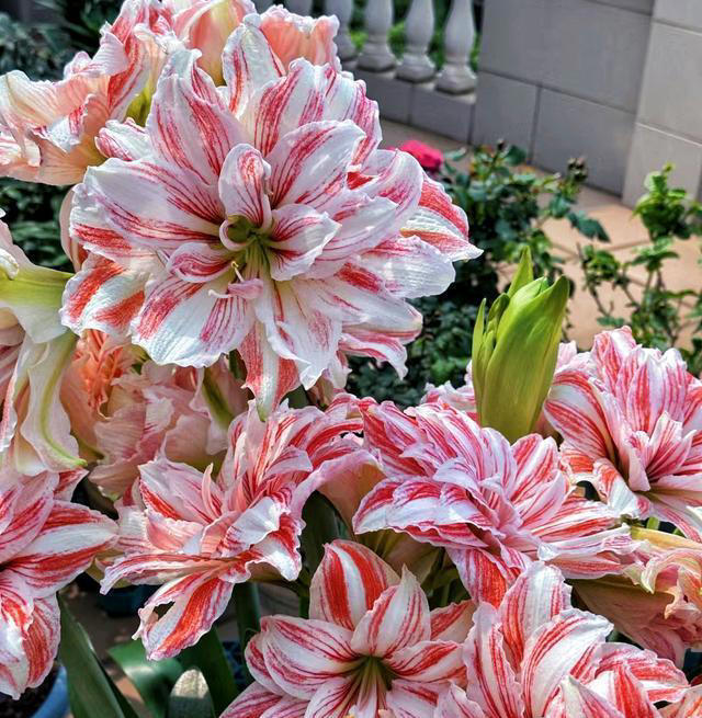 养花10年，我建议你“穷养”这10种花，适度“饥渴”长得更旺盛