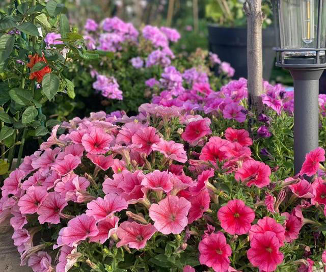 养花10年，我建议你“穷养”这10种花，适度“饥渴”长得更旺盛