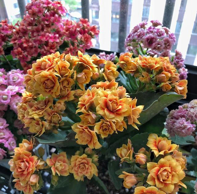 养花10年，我建议你“穷养”这10种花，适度“饥渴”长得更旺盛