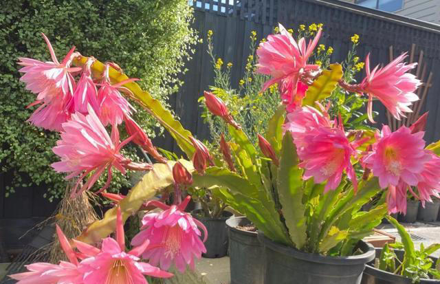 养花10年，我建议你“穷养”这10种花，适度“饥渴”长得更旺盛